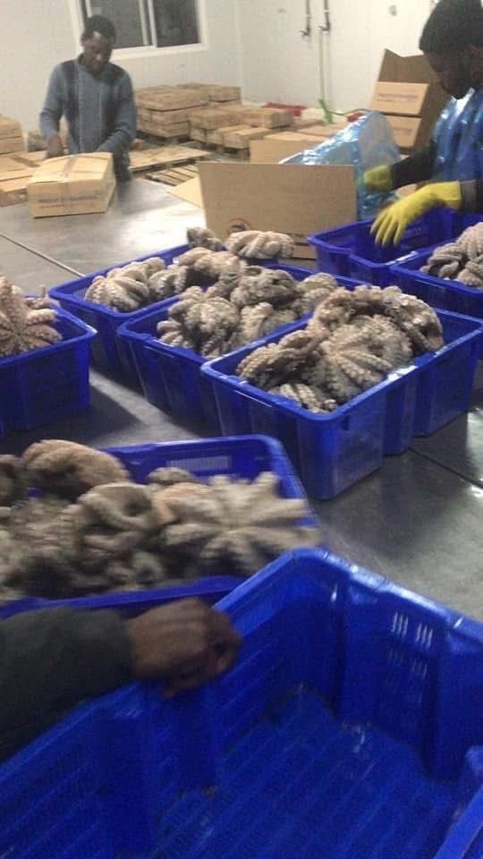 Octopus Processing