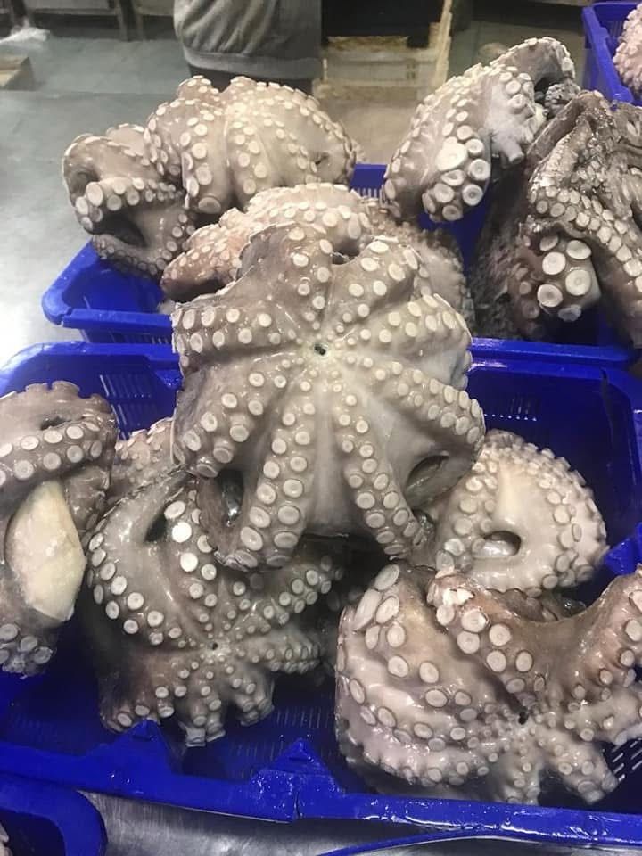 Fresh Octopus