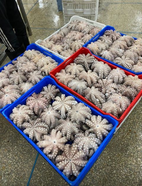 Seafood Sorting