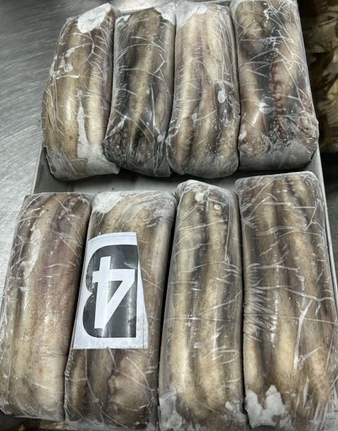 Frozen Cuttlefish