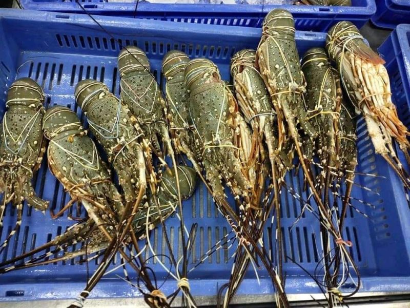 Lobster